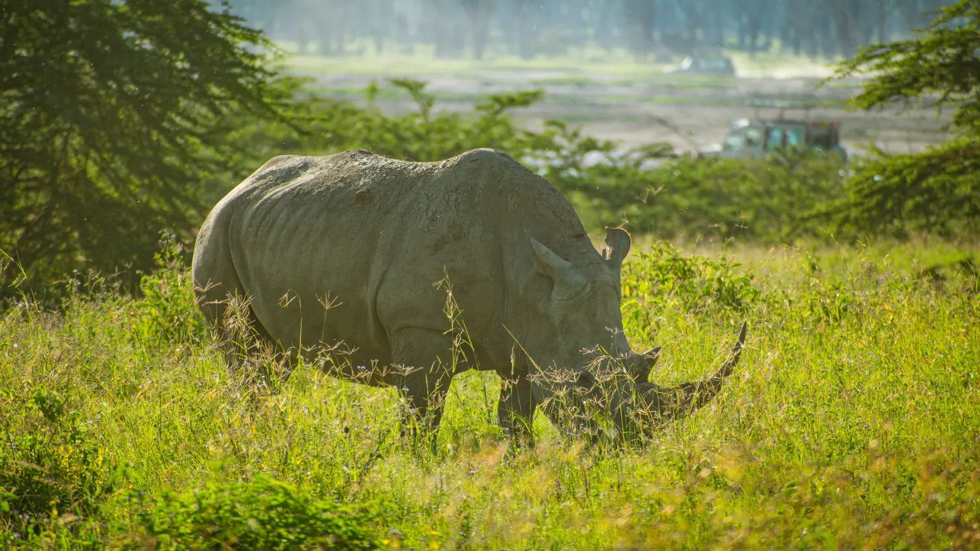 Lake Nakuru — giraffe beneath the acacias